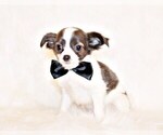 Puppy 12 Chihuahua