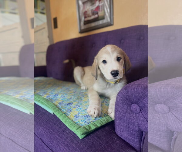 Medium Photo #3 Great Pyrenees-Unknown Mix Puppy For Sale in Rockaway, NJ, USA