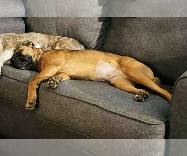 Medium Photo #7 Mutt Puppy For Sale in Germantown, OH, USA