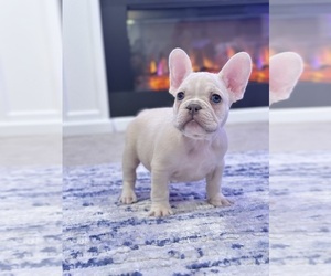 French Bulldog Puppy for Sale in FONTANA, California USA