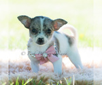Small #3 Chihuahua