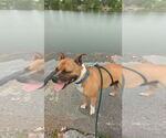 Small #2 Boxer-Staffordshire Bull Terrier Mix