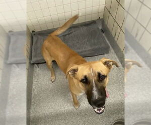 German Shepherd Dog-Unknown Mix Dogs for adoption in Pasadena, TX, USA