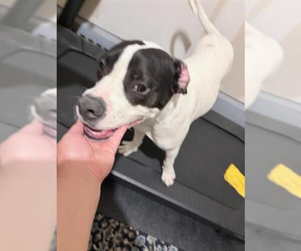Medium Photo #1 American Staffordshire Terrier-Unknown Mix Puppy For Sale in San Antonio, TX, USA