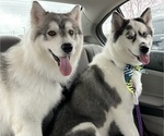 Small Photo #1 Siberian Husky Puppy For Sale in BELTON, SC, USA