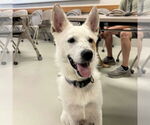 Small #3 Mutt