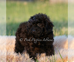 Small Photo #77 Poodle (Miniature) Puppy For Sale in WARSAW, IN, USA