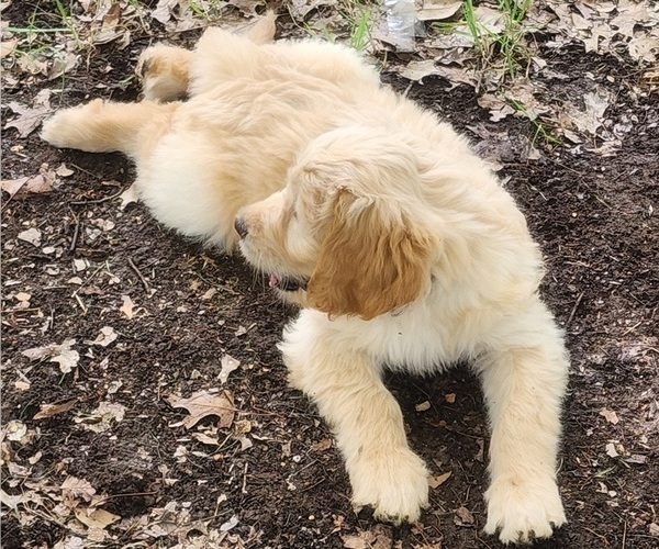Medium Photo #2 Goldendoodle Puppy For Sale in WACO, TX, USA