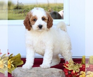 Goldendoodle (Miniature) Puppy for sale in GORDONVILLE, PA, USA