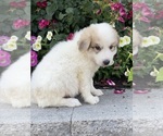 Small #2 Great Pyrenees