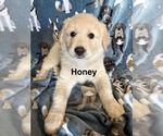 Image preview for Ad Listing. Nickname: Honey