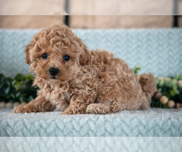 Medium Photo #2 Poodle (Miniature)-ShihPoo Mix Puppy For Sale in SUGARCREEK, OH, USA