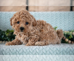Small #1 Poodle (Miniature)-ShihPoo Mix