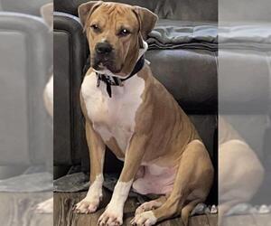 American Staffordshire Terrier Dogs for adoption in San Antonio, TX, USA
