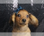 Small Photo #2 Dachshund Puppy For Sale in WARSAW, IN, USA