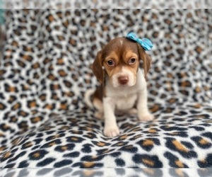 Beagle Puppy for sale in LAKELAND, FL, USA