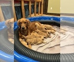 Small #8 Golden Retriever