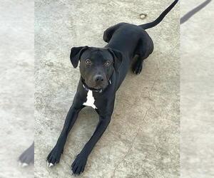 HERCULES - Male Labrador Retriever-Unknown Mix Dog for Adoption - Photo #2