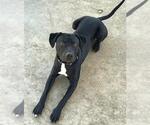 Small Photo #2 Labrador Retriever-Unknown Mix Puppy For Sale in Sacramento, CA, USA