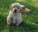 Small #1 Golden Retriever