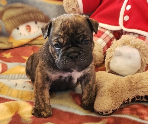 Medium Photo #1 Bulldog Puppy For Sale in SPRINGFIELD, MO, USA