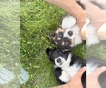 Small #1 Australian Shepherd