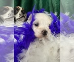 Small #2 Maltese