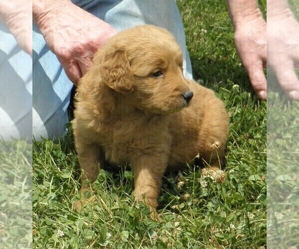 Medium Photo #1 Goldendoodle Puppy For Sale in VERMONTVILLE, MI, USA