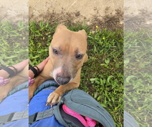 Sadie - Female Bulldog-Labrador Retriever Mix Dog for Adoption - Photo #4