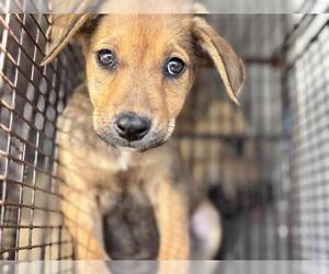 German Shepherd Dog-Unknown Mix Dogs for adoption in Houston, TX, USA