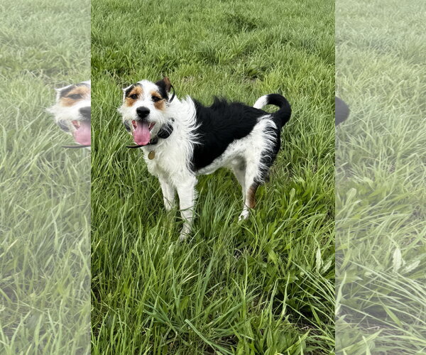 Medium Photo #1 Mutt Puppy For Sale in Kankakee, IL, USA