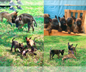Belgian Malinois Puppy for Sale in DALLAS, Texas USA