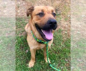 Shepweiller Dogs for adoption in Sacramento, CA, USA