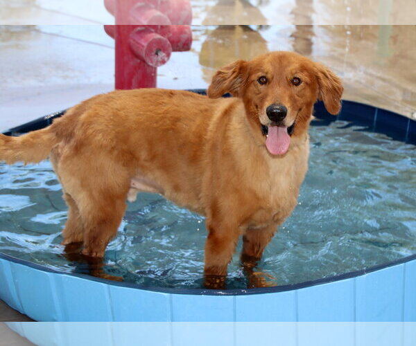 Medium Photo #8 Golden Retriever Puppy For Sale in Glendale , AZ, USA