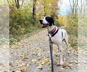 Great Dane-Pointer Mix Dogs for adoption in Bullard, TX, USA