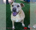 Small Photo #3 Mutt Puppy For Sale in Maryville, TN, USA