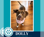Small #19 American Staffordshire Terrier-Labrador Retriever Mix