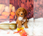 Puppy Bear Cavapoo