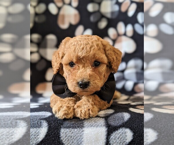 Medium Photo #6 Poochon Puppy For Sale in CHRISTIANA, PA, USA