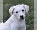 Small Labrador Retriever Mix