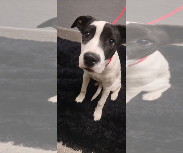 Medium Photo #1 Mutt Puppy For Sale in Las Vegas, NV, USA