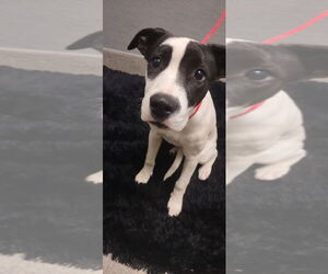 Mutt Dogs for adoption in Las Vegas, NV, USA