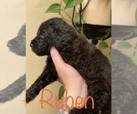 Small Photo #17 Goldendoodle-Poodle (Standard) Mix Puppy For Sale in GRESHAM, OR, USA