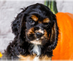 Small #1 Cocker Spaniel