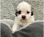 Puppy Zoey Zuchon