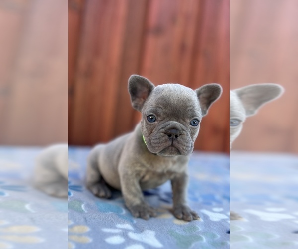Medium Photo #4 French Bulldog Puppy For Sale in SACRAMENTO, CA, USA
