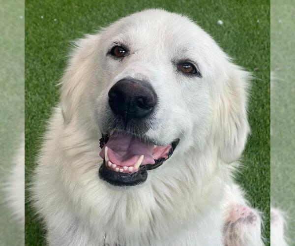 Medium Photo #3 Great Pyrenees Puppy For Sale in San Diego, CA, USA