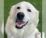 Small #2 Great Pyrenees