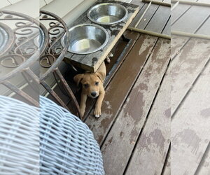 Gracie - Female Mutt Dog for Adoption - Photo #3