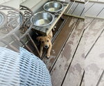 Small #2 Mutt
